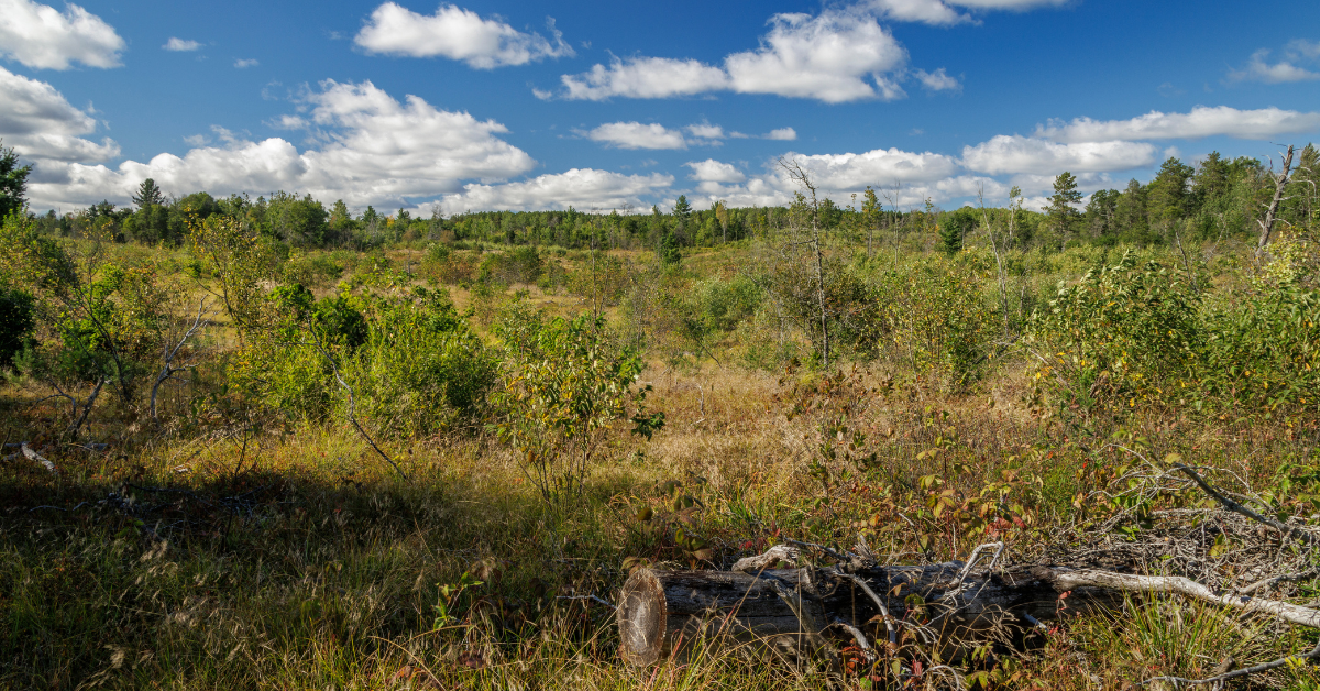 Land site in fall waiting for clearing work